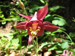 ancolie