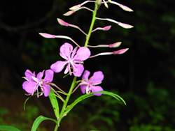 �pilobes