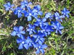 gentianes de printemps