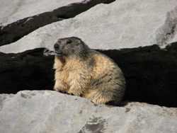 marmotte pr�s du refuge de Sales